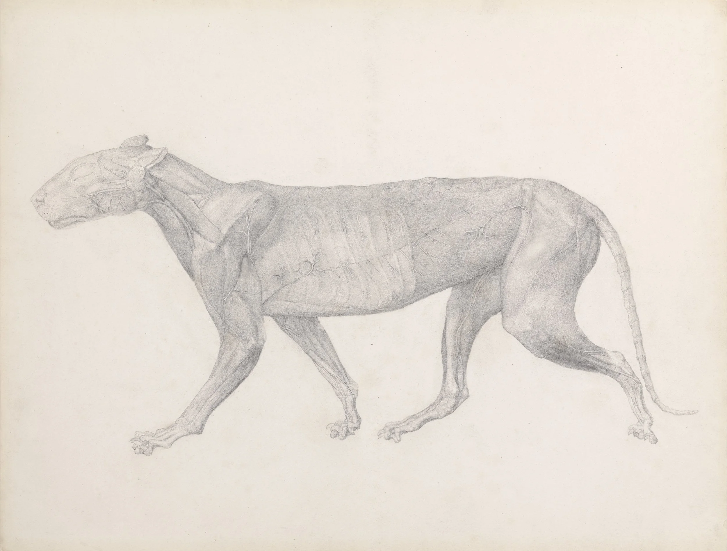 Tiger, Lateral View © Yale Center for British Art, Paul Mellon Collection