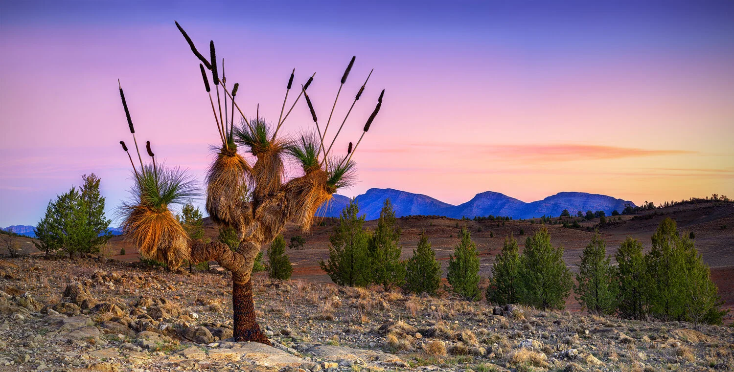 FABULOUS PHOTOGRAPHS AT THE  BOTANICAL GARDENS