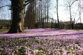 SPRING  POEMS FROM ‘CHANGING’ BY RICHARD BERENGARTEN