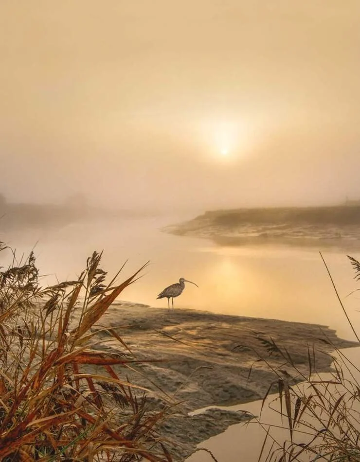 CURLEW RIVER - BENJAMIN BRITTEN