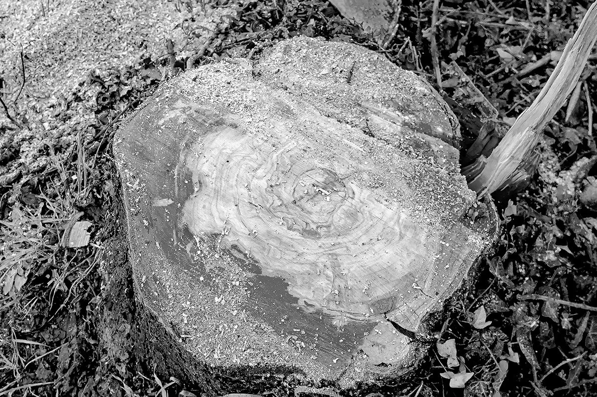 Ana Mendieta: Displaced multidisciplinary body artist.