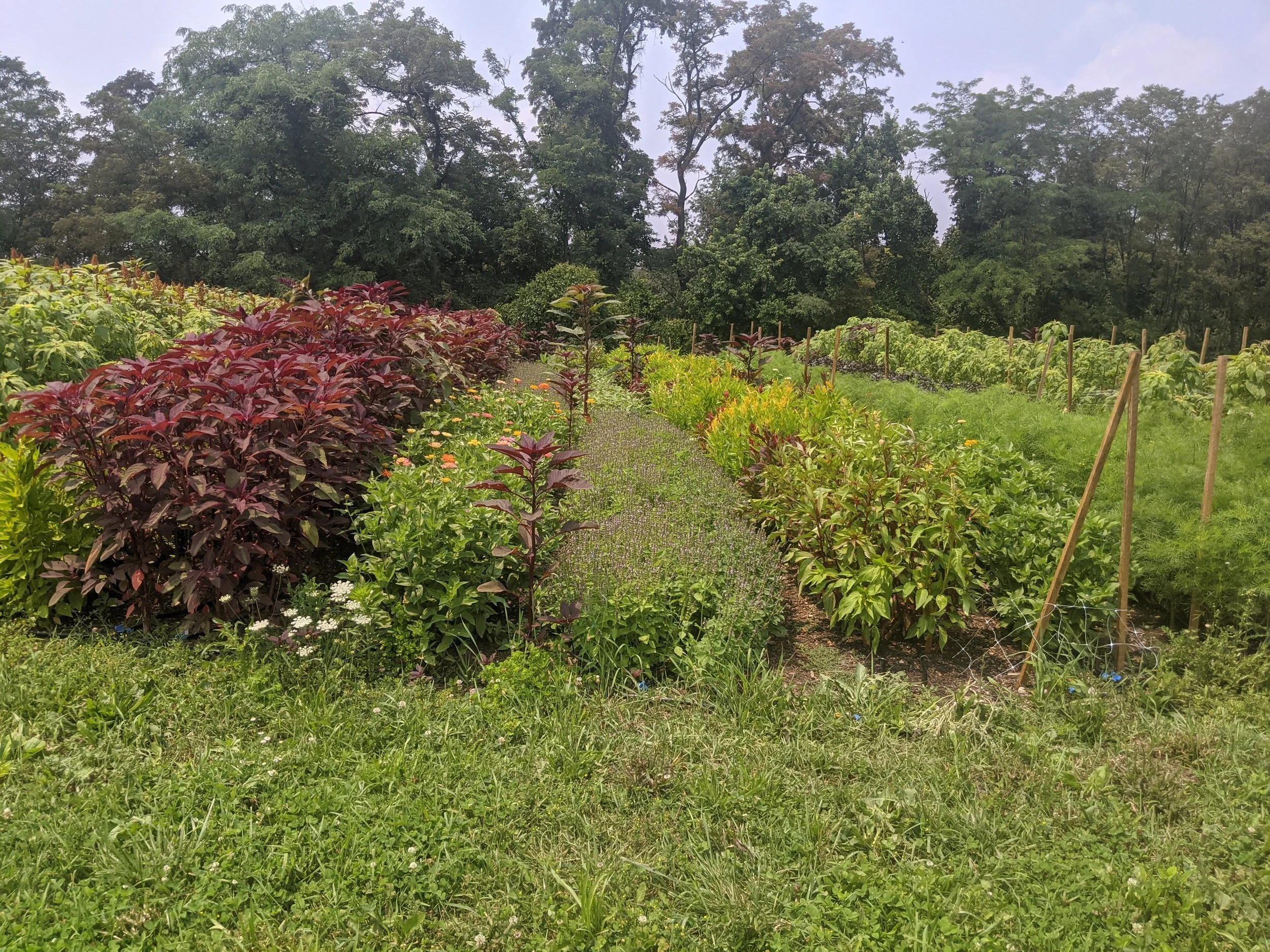 The Urban Farm Tour celebrates the power of urban agriculture  and the people that do this important work.  