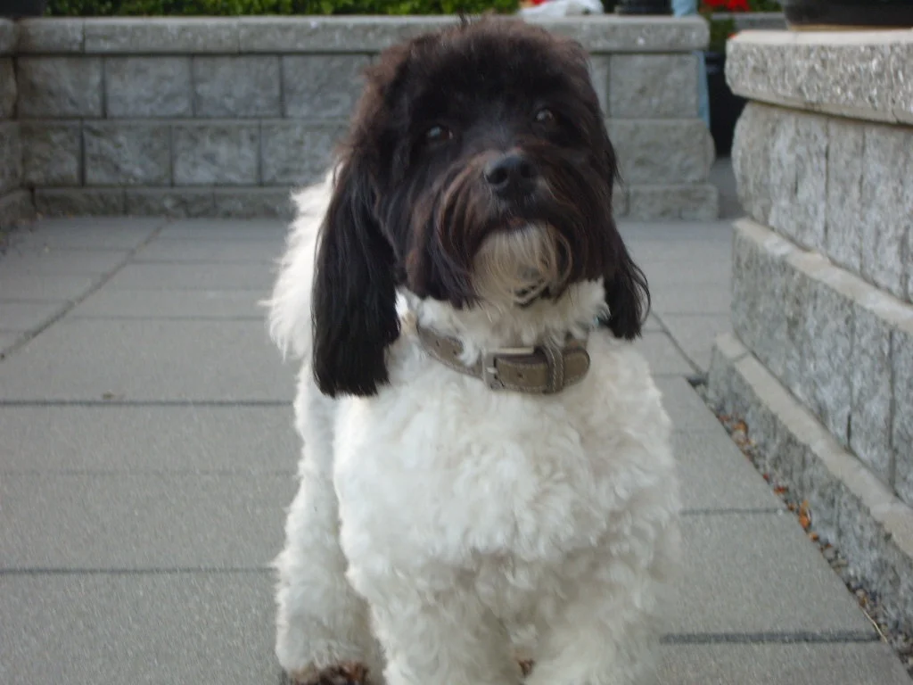 Harvey