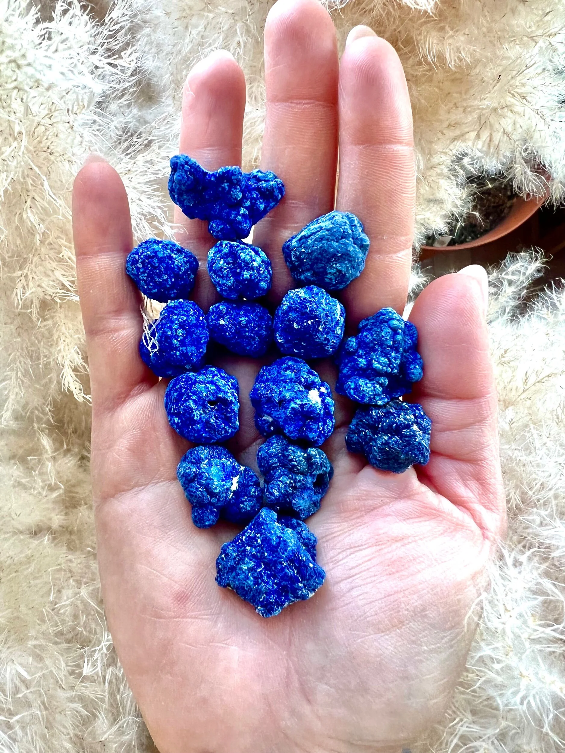 F4732009-A2ED-41FE-B8EE-6C9709E338DA