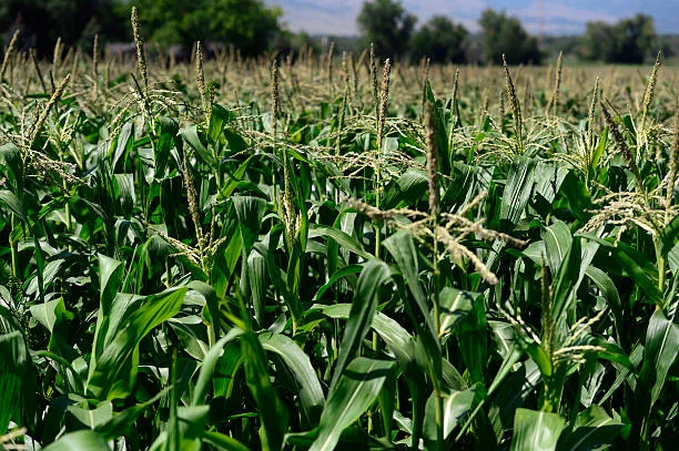 bright-green-corn-fields-line-munson-farm-off-valmont-rd-in-east-picture-id454515856.jpg