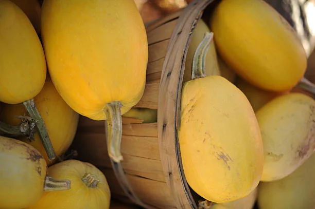 spaghetti-squash-from-munson-farms-at-75th-and-valmount-in-boulder-on-picture-id161219203.jpg