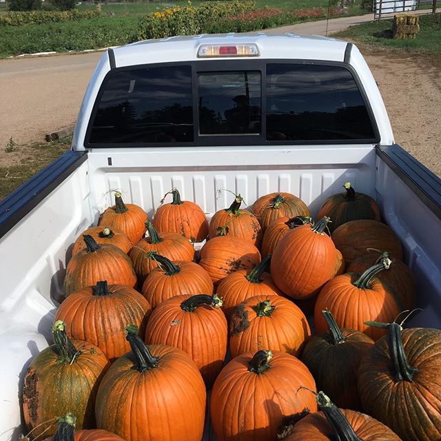All kinds of new stuff going on at the farm this week! Jack-o-lanterns, 6 winter squash varieties, pie pumpkins, field tomatoes, jalape&ntilde;o, Anaheim peppers, bell peppers, Jonathan apples, and pears! Stay tuned for much more this upcoming fall s