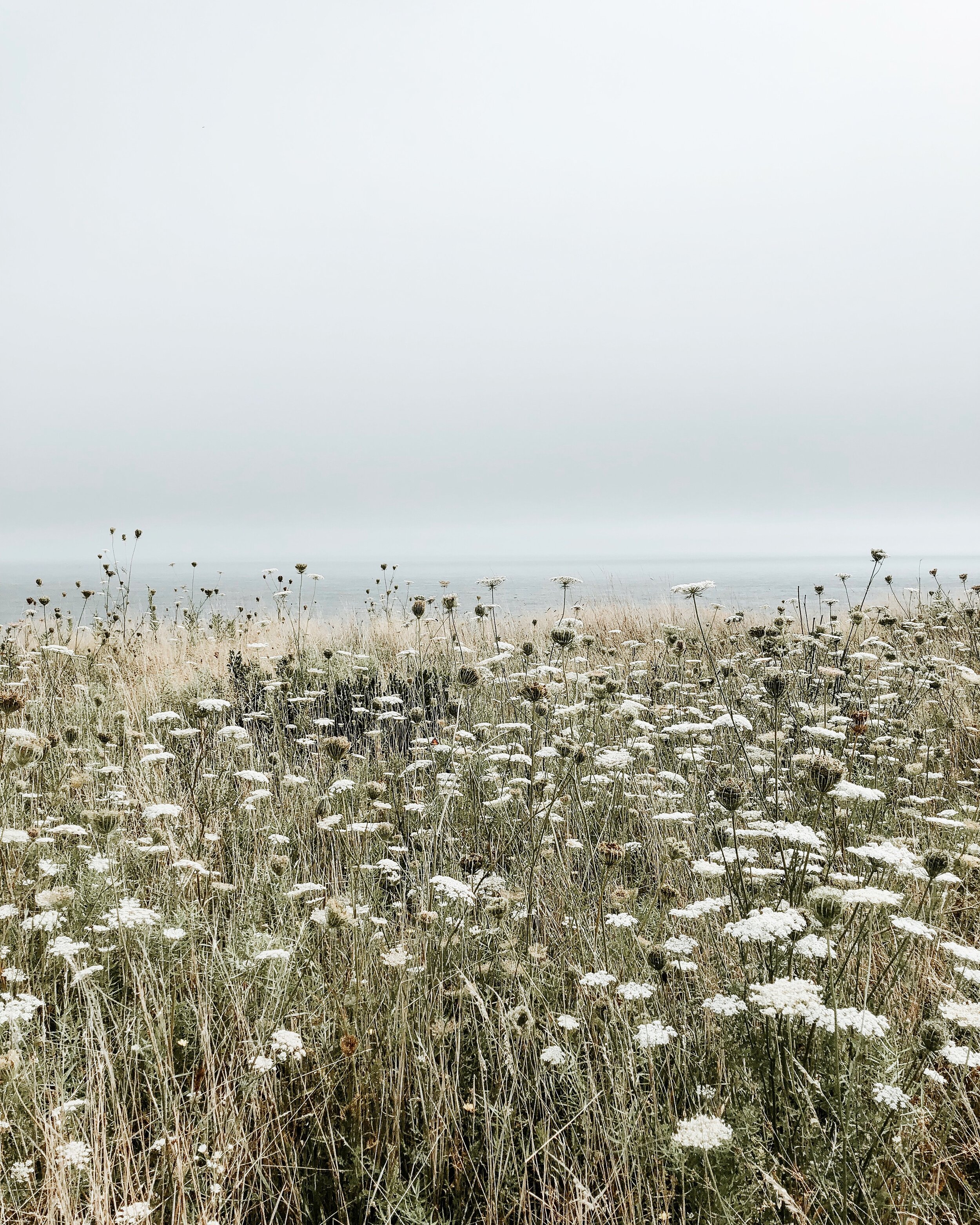 Queen Anne's lace 