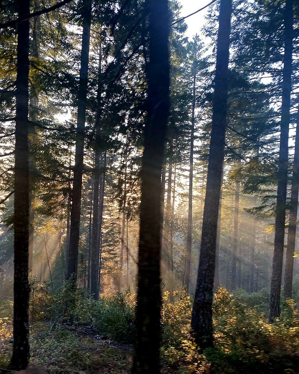 Smoke, sunlight, and a quiet moment on the line. 🌅🔥

#FireSeason #FieldWork #FirelineLife