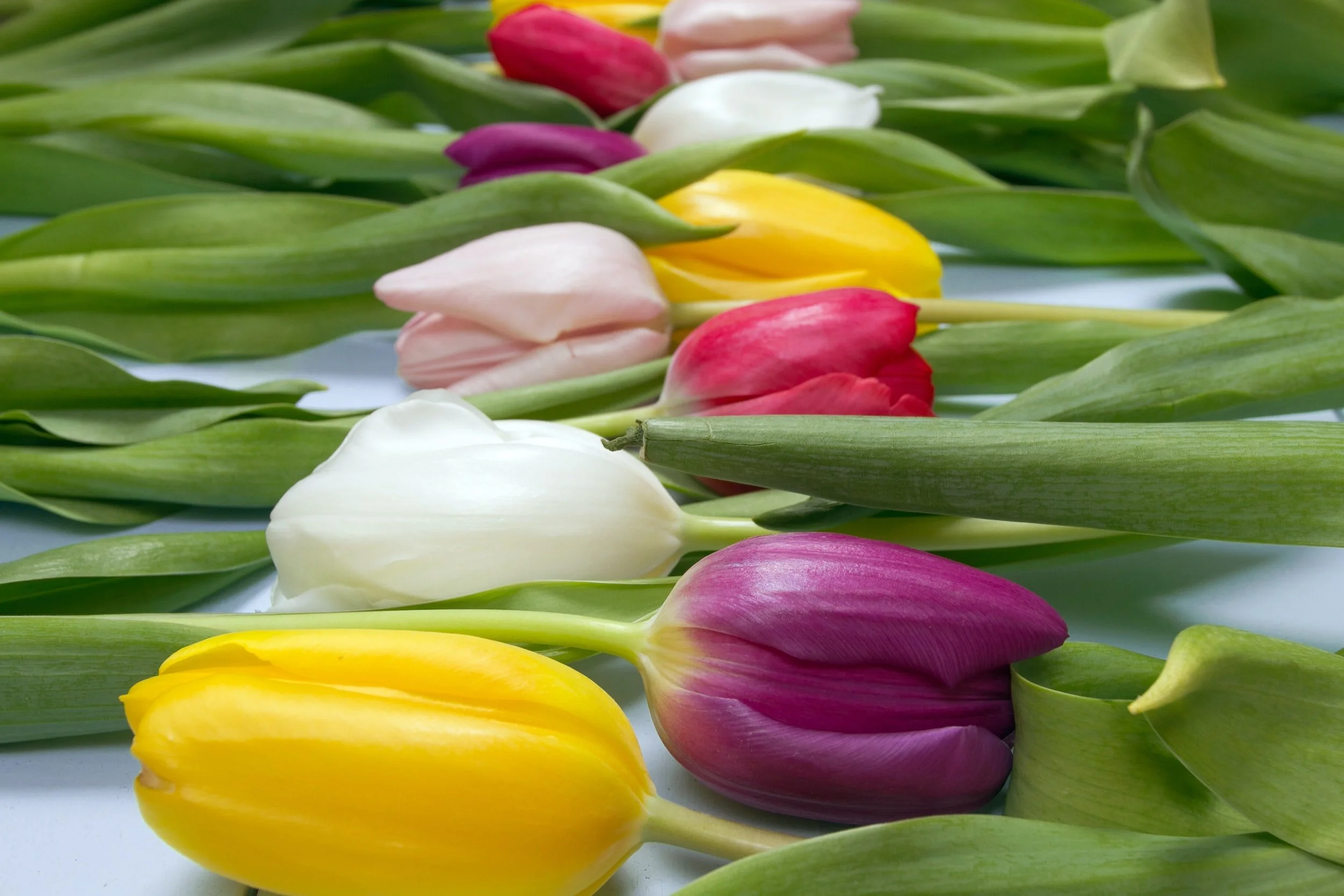 EASTER FLOWERS