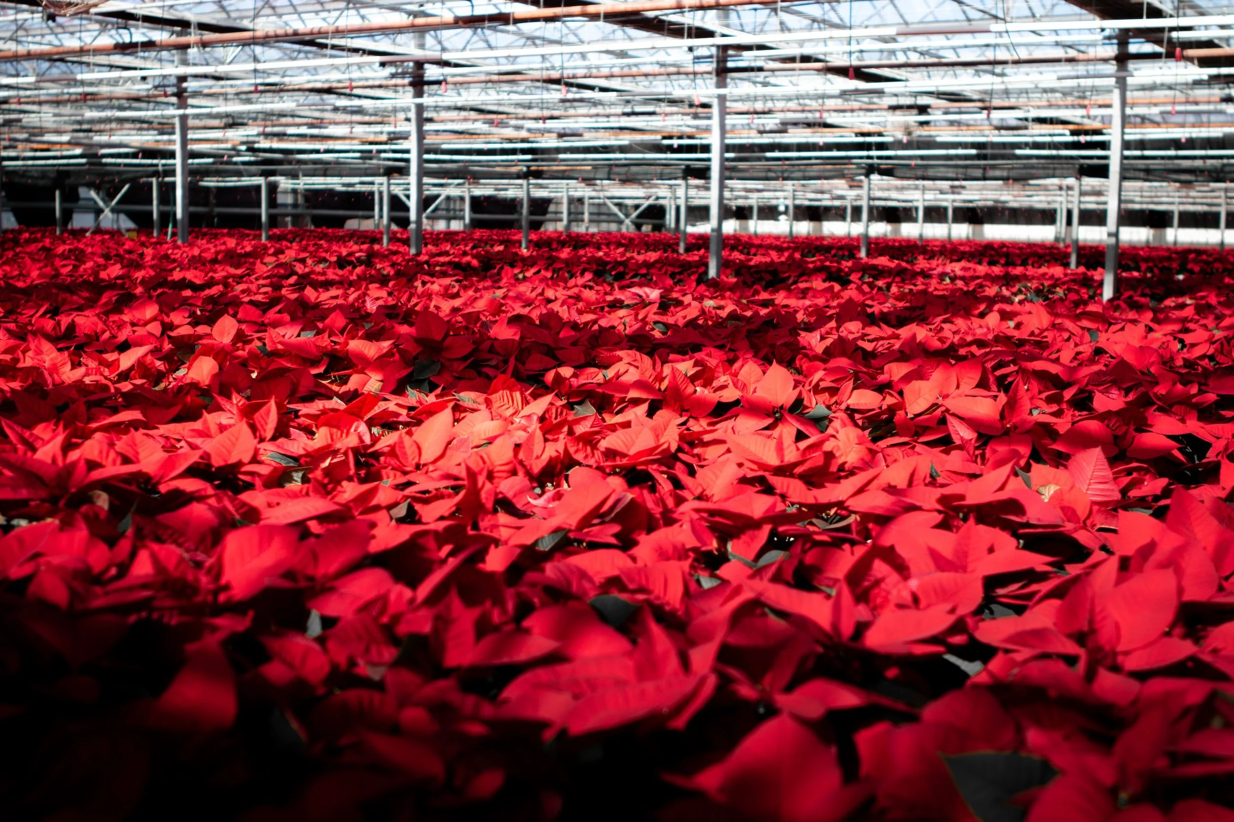 CHRISTMAS FLOWERS