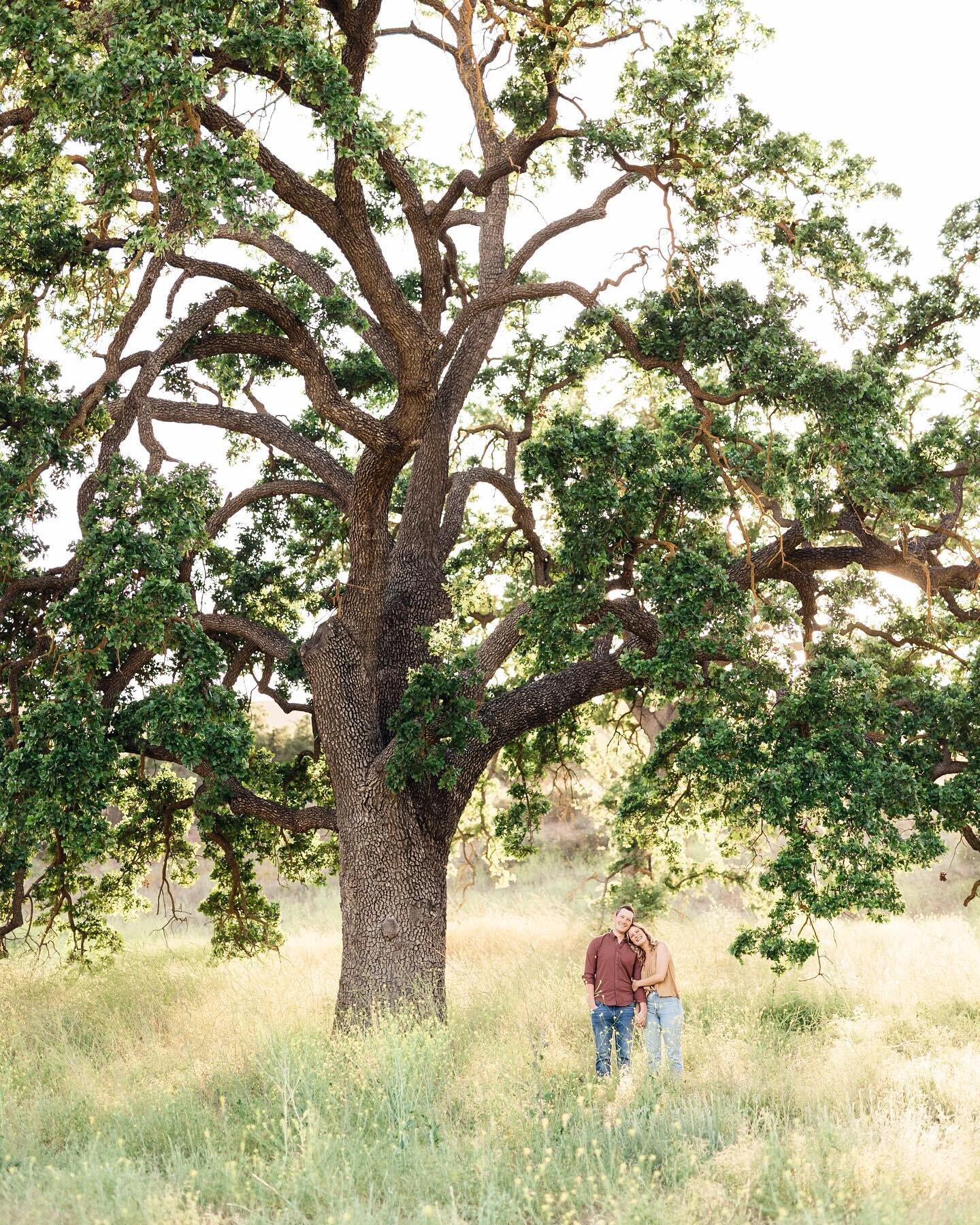 Headed to Paso Robles today for Chris &amp; Mikaela's wedding weekend! I love that we took most of their engagement photos under this gorgeous giant oak, and tomorrow they're getting married under another one! 🌳🤍