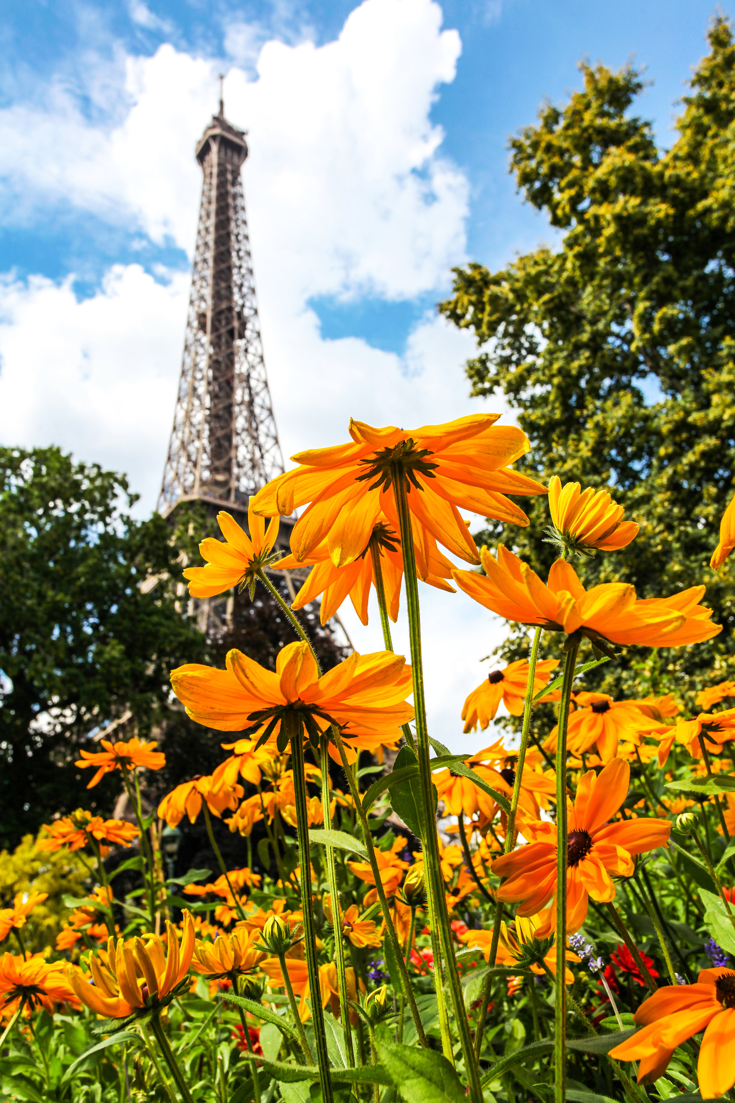 Flowers and Eiffel Tower.jpg