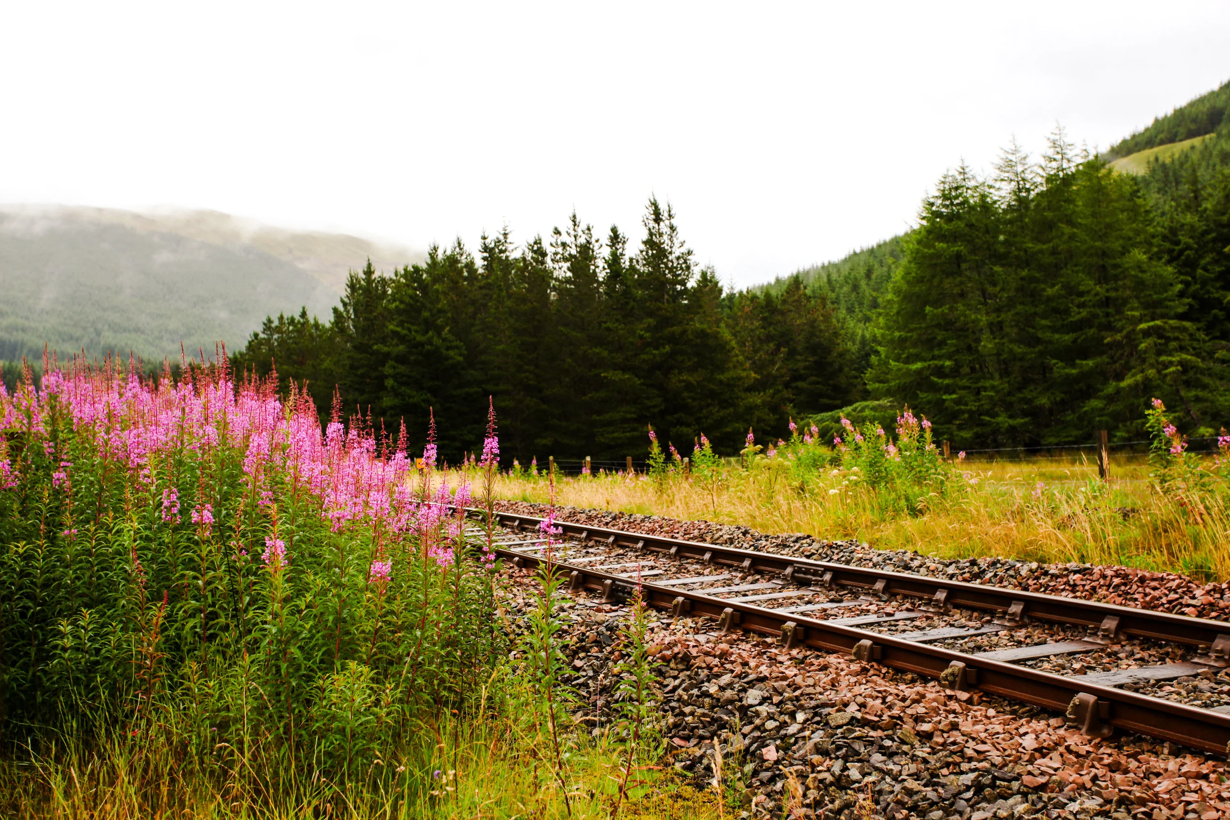 Pink Flowers Railroad Tracks Final.jpg