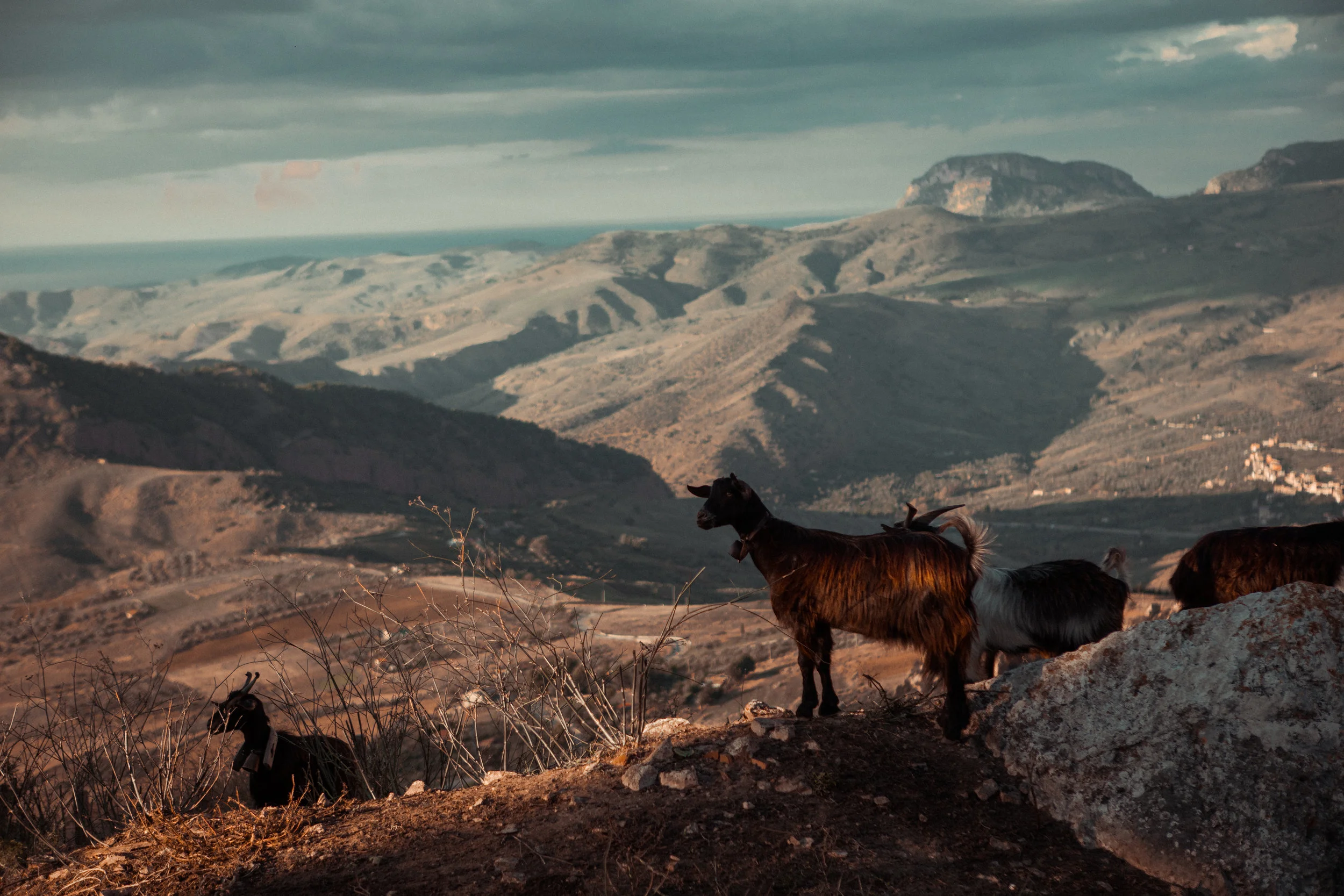 goat (1 of 1).jpg
