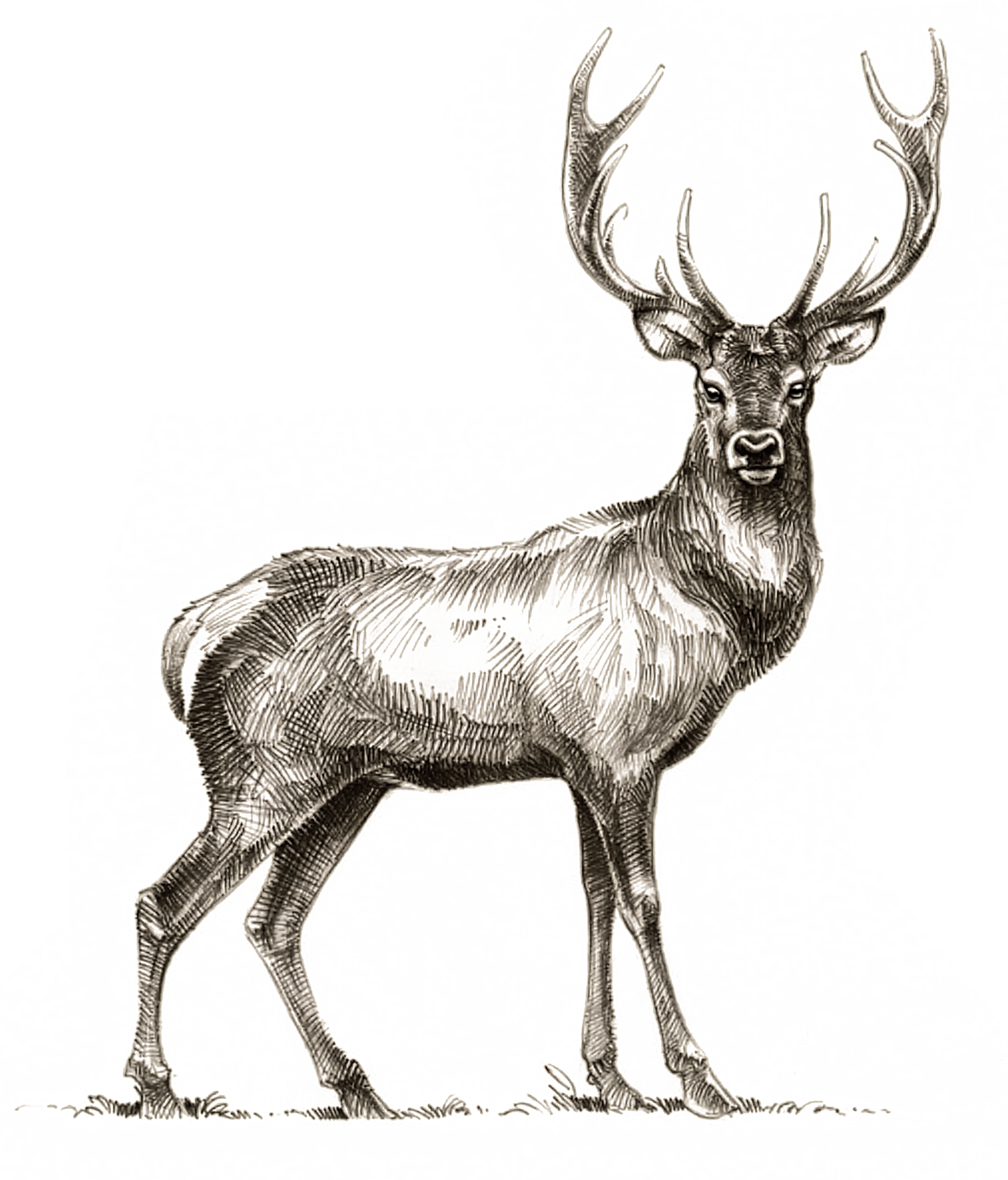 hart deer
