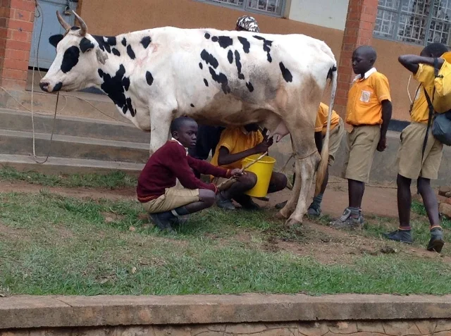 Milking the Cow
