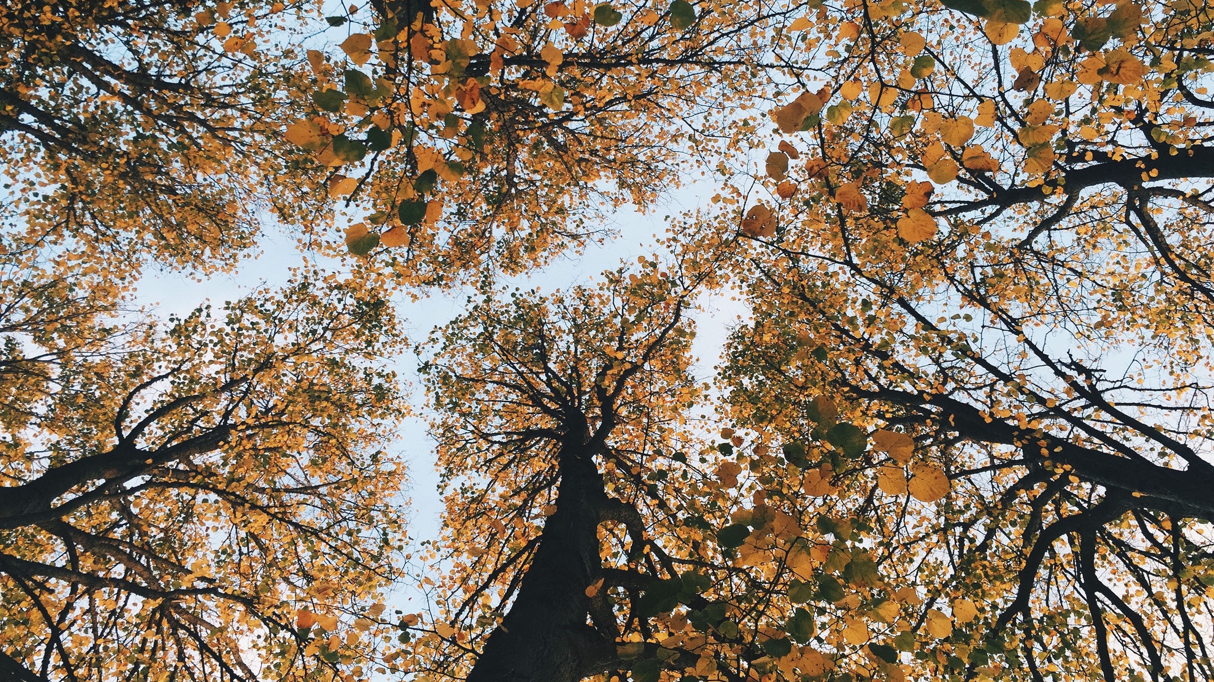 Rooted In Spirit home crop.jpg