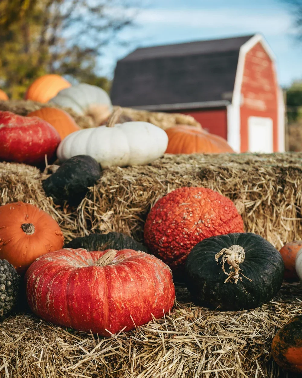 pumpkins.webp