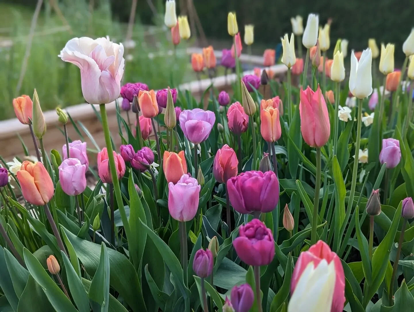 Fare thee well tulips... but helloooo allium and aqueligia 😍

#scottishflorist #highlandflorist #scottishcutflowers #springflowers #aqueligia #alliums