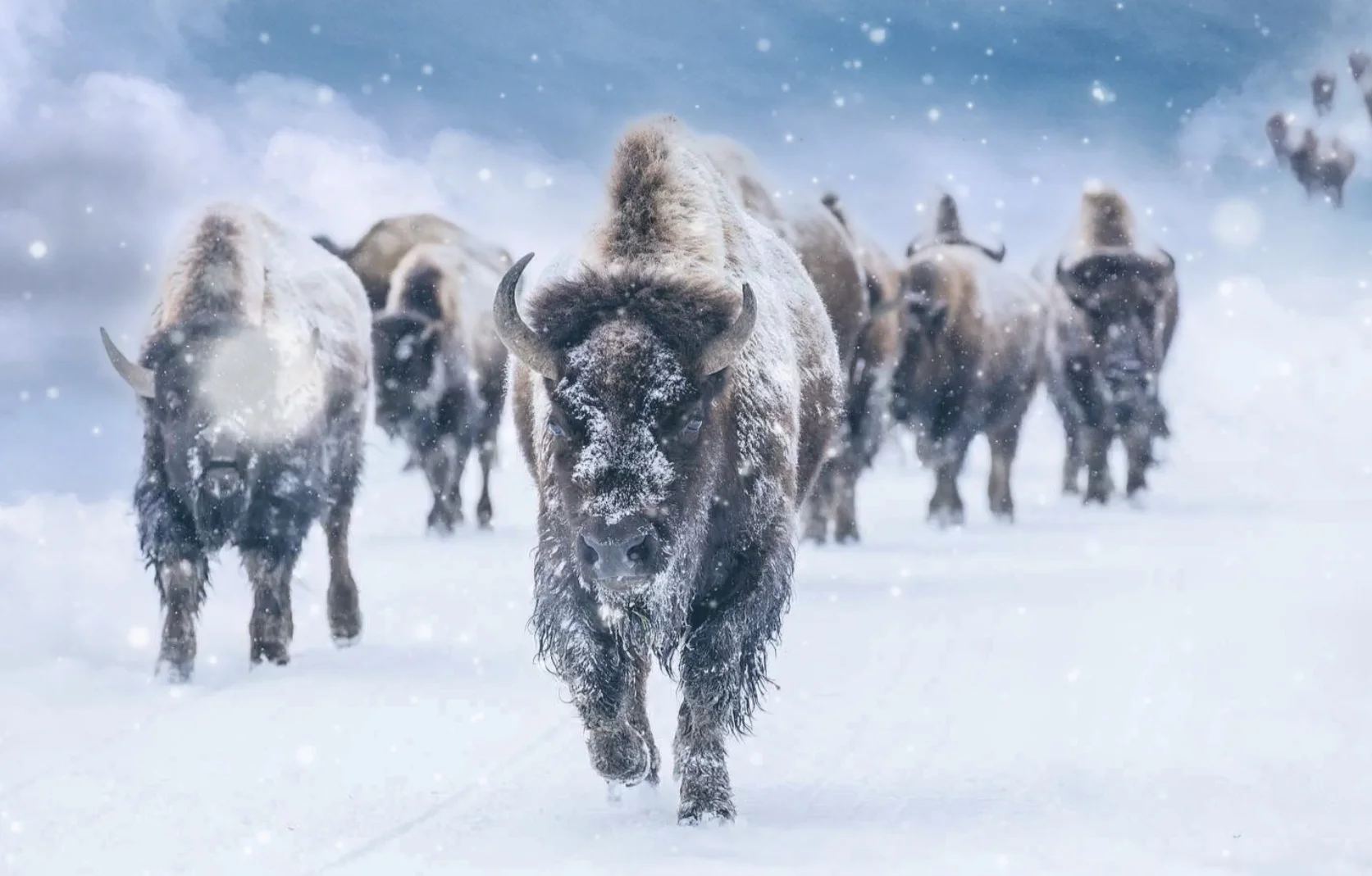Winter Stays Close to Yellowstone National Park The Gathering Place