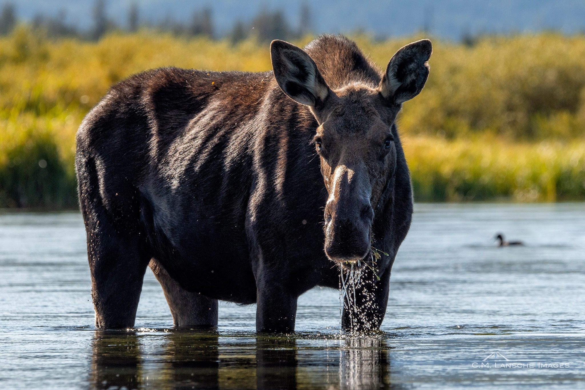 Idaho Blockade. After a few minutes of sizing up one another, I yielded the river right-of-way to her. Wise choice, me thinks. Island Park, Idaho. August 26, 2019.
