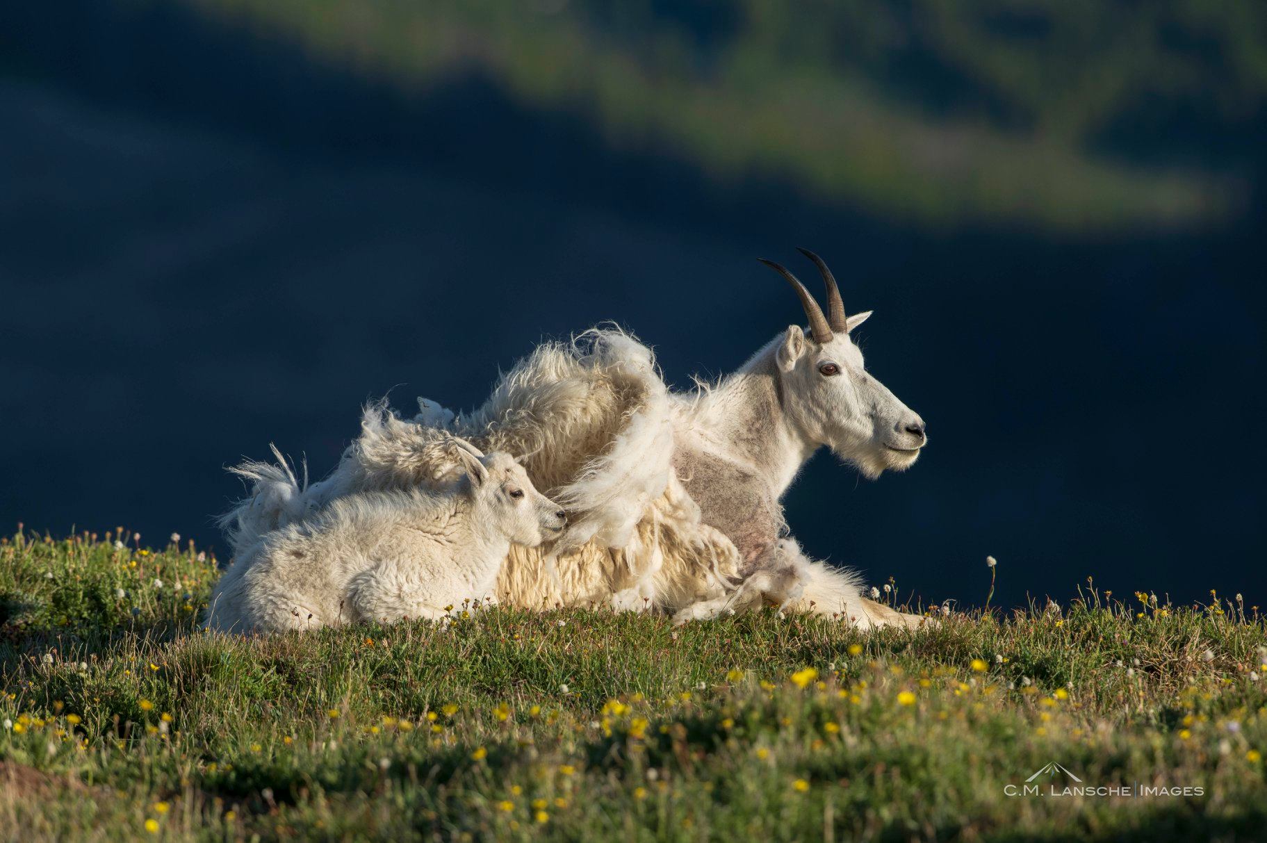 These mountain goats are just chilling here. This image also by Charlie Lansche - C.M Lansche Images