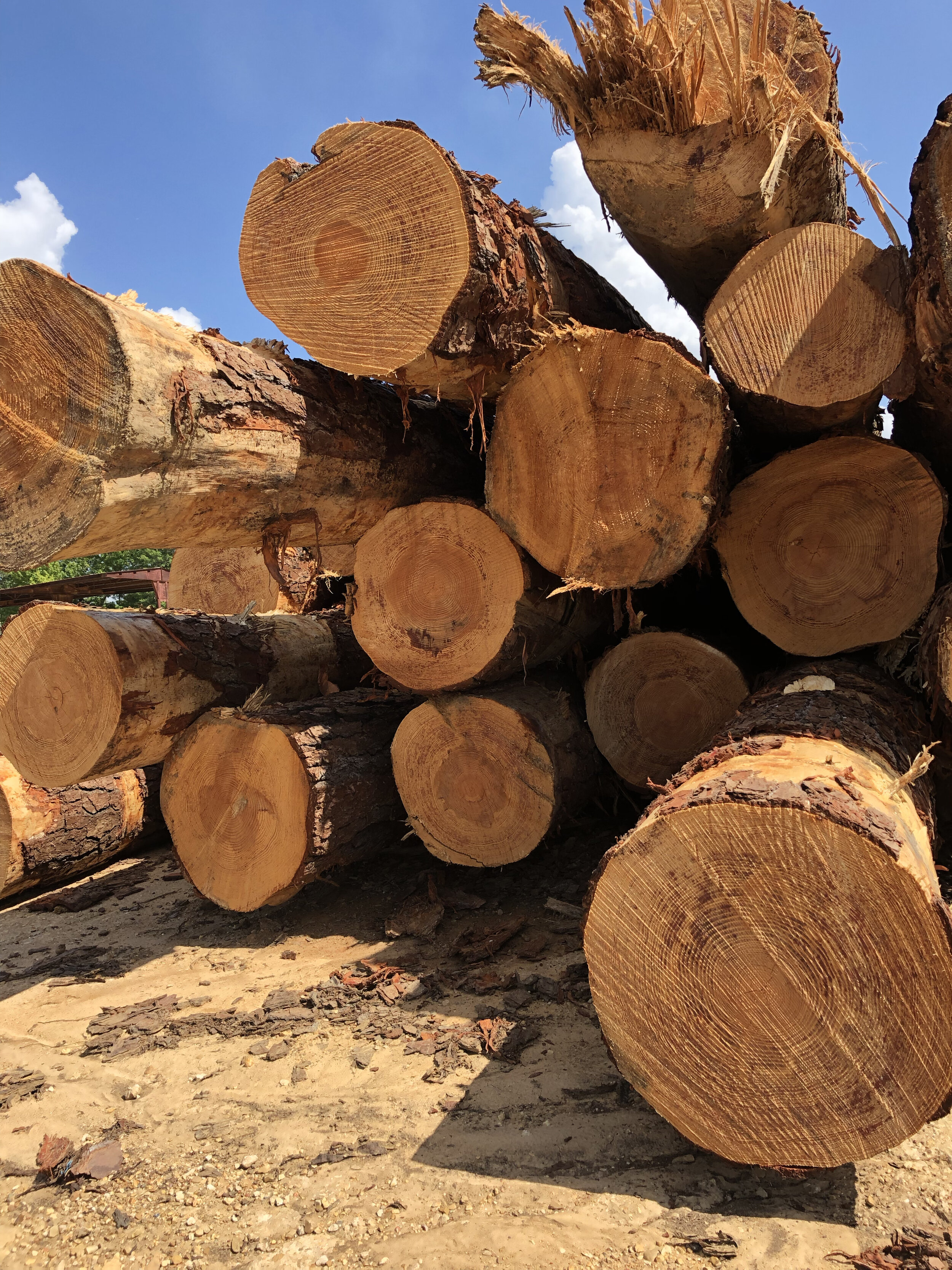 High Grade Pine Logs (Copy)