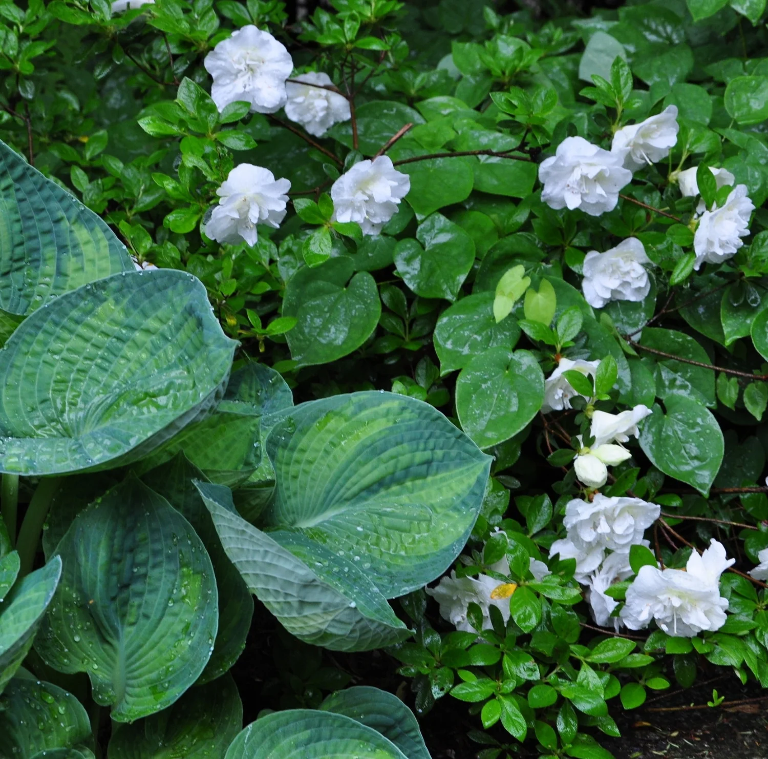 Greek Revival Garden Design