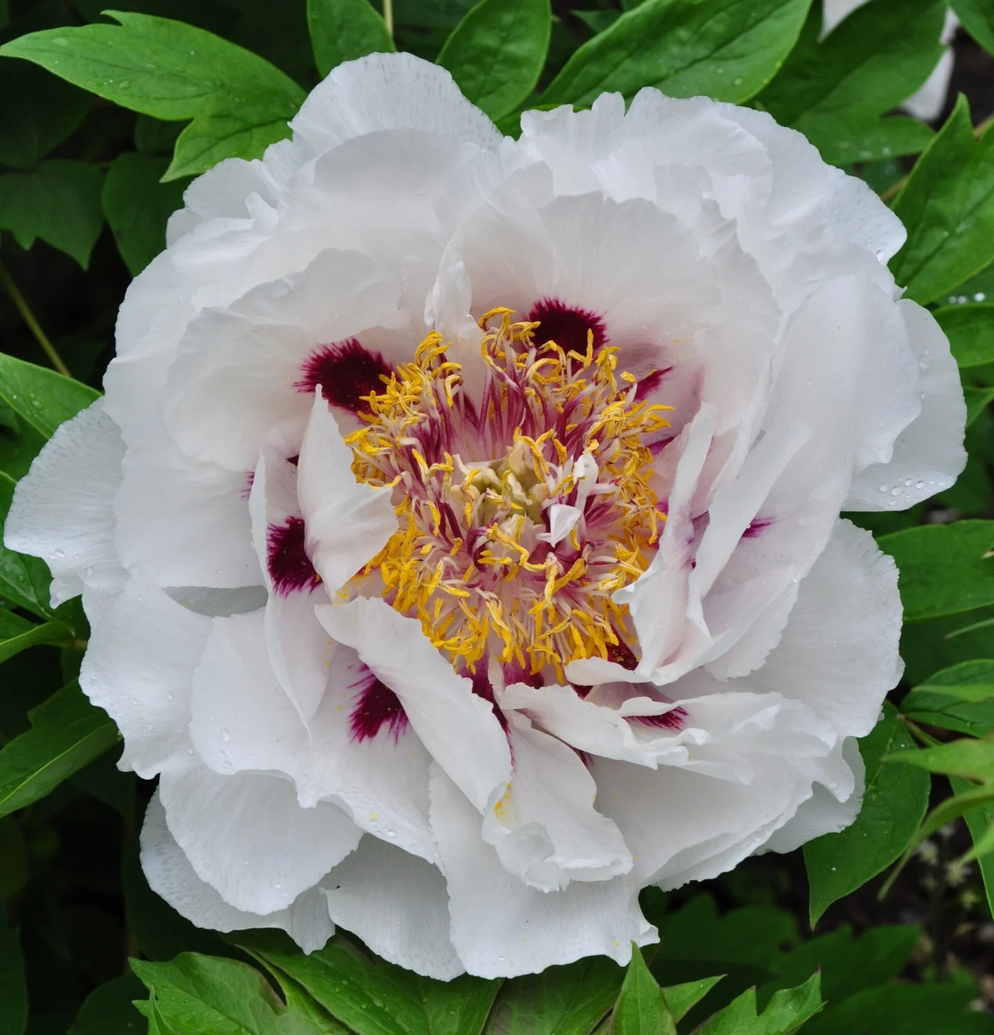 Greek Revival Garden Design-Tree Peony