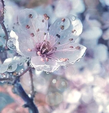 Whisperings of Spring