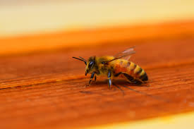 honeybee.jpg