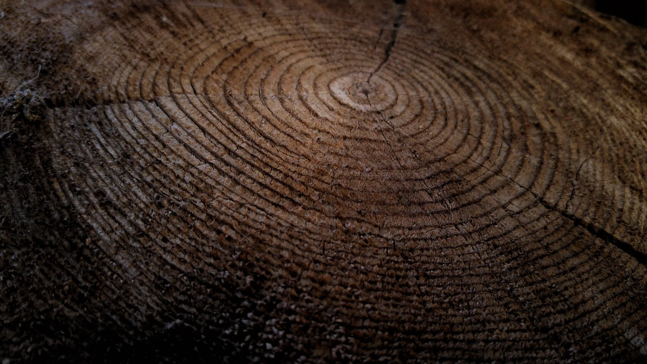 tree ring .jpg