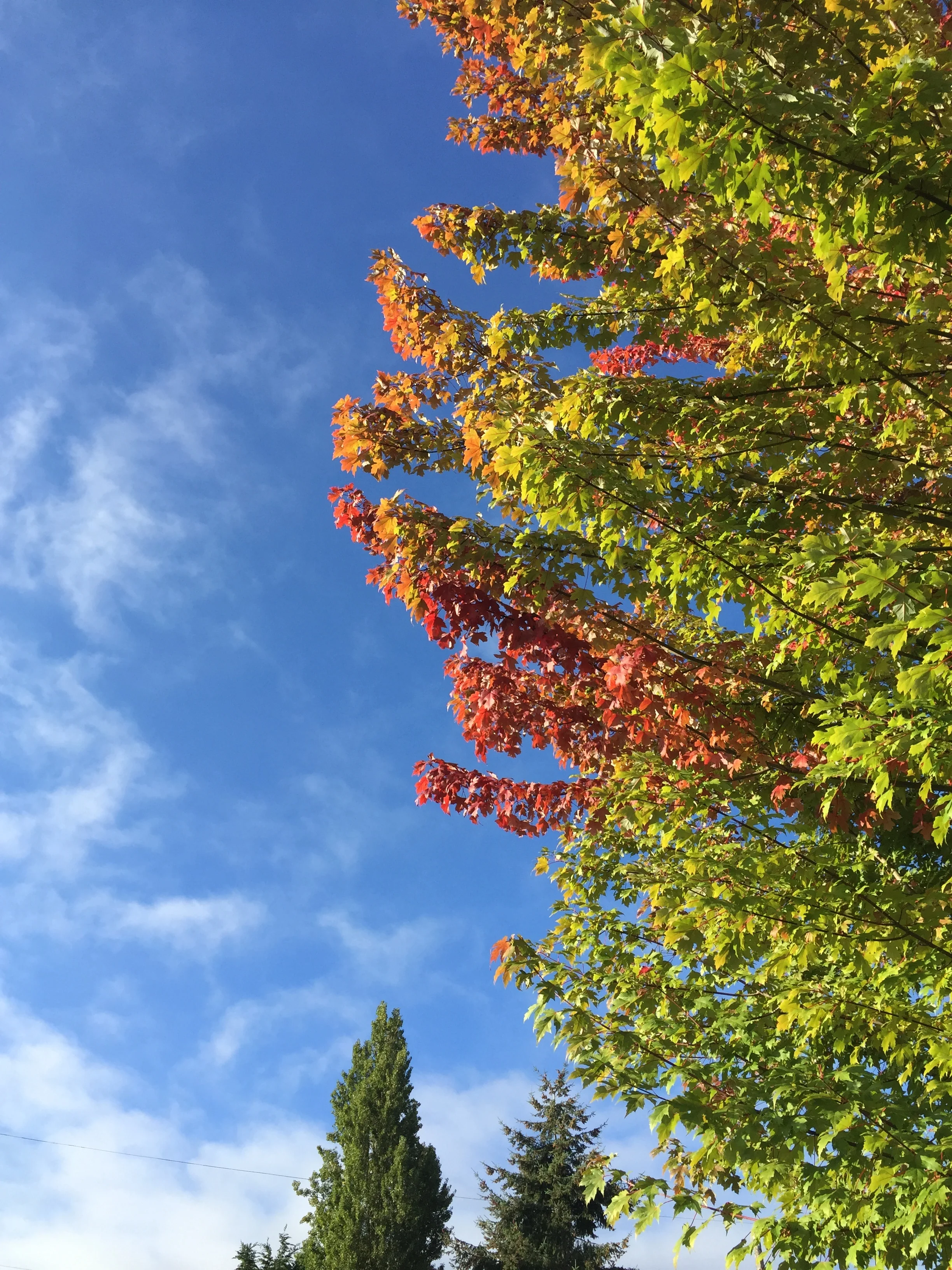 Become a Community Tree Steward