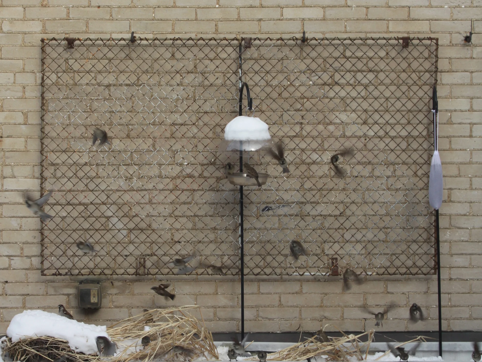 3-sparrows.jpg
