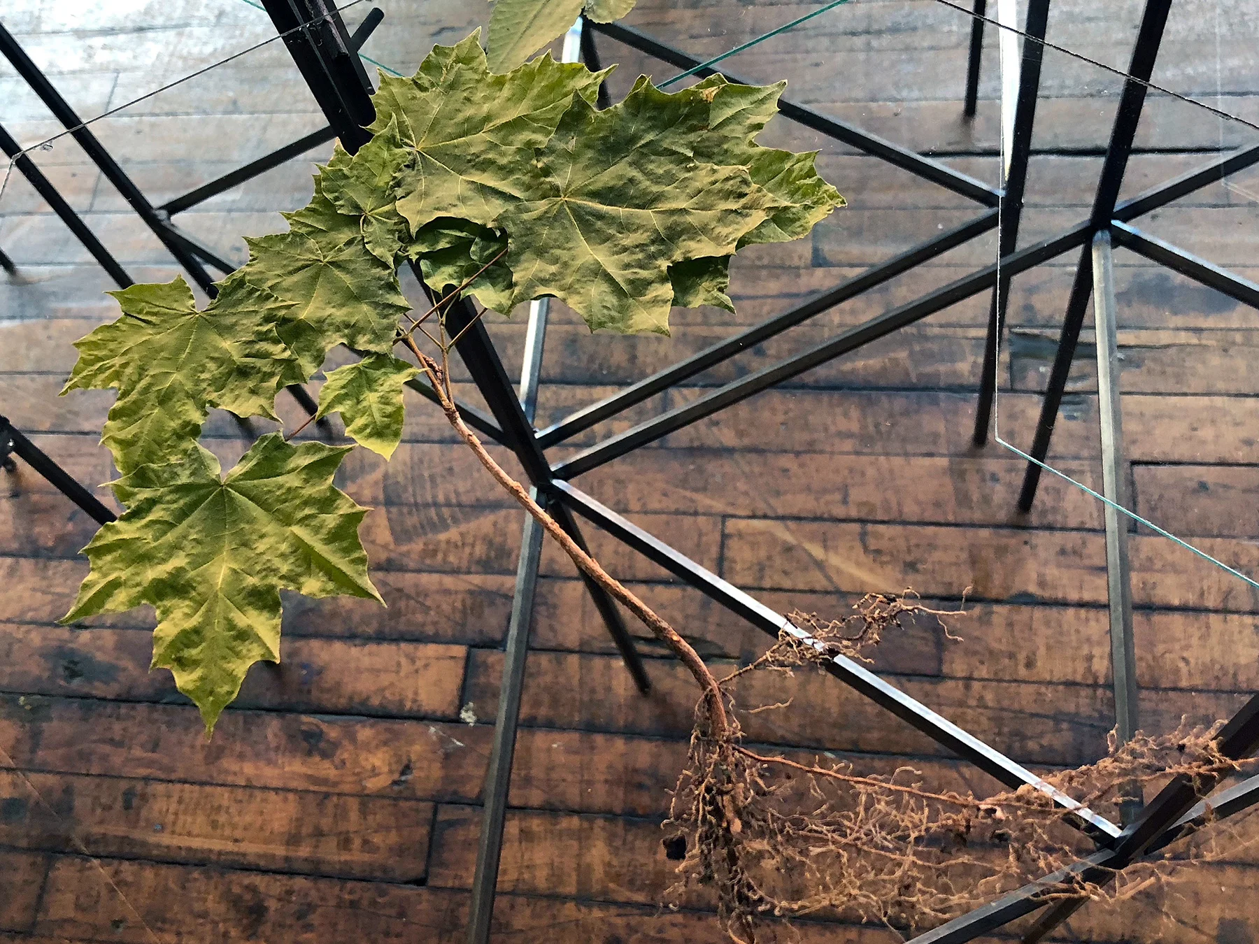 4th NATURE detail of Norway Maple, pressed plants, glass, steel, 3'h x 20'w x 6'd total 2018