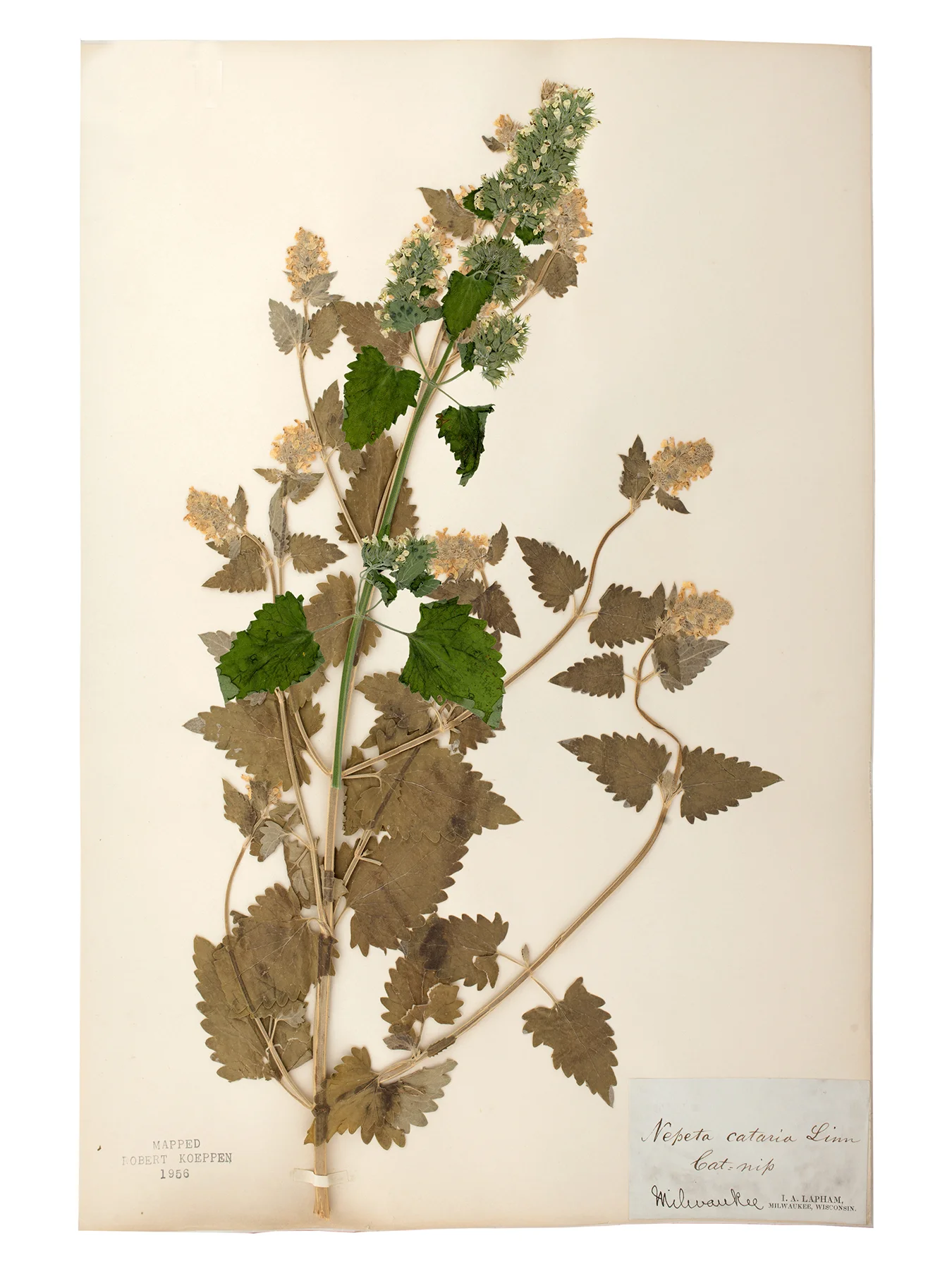 Catnip specimen collected by Increase Lapham 1835-40 overlaid by sample collected by Jill Sebastian 2017