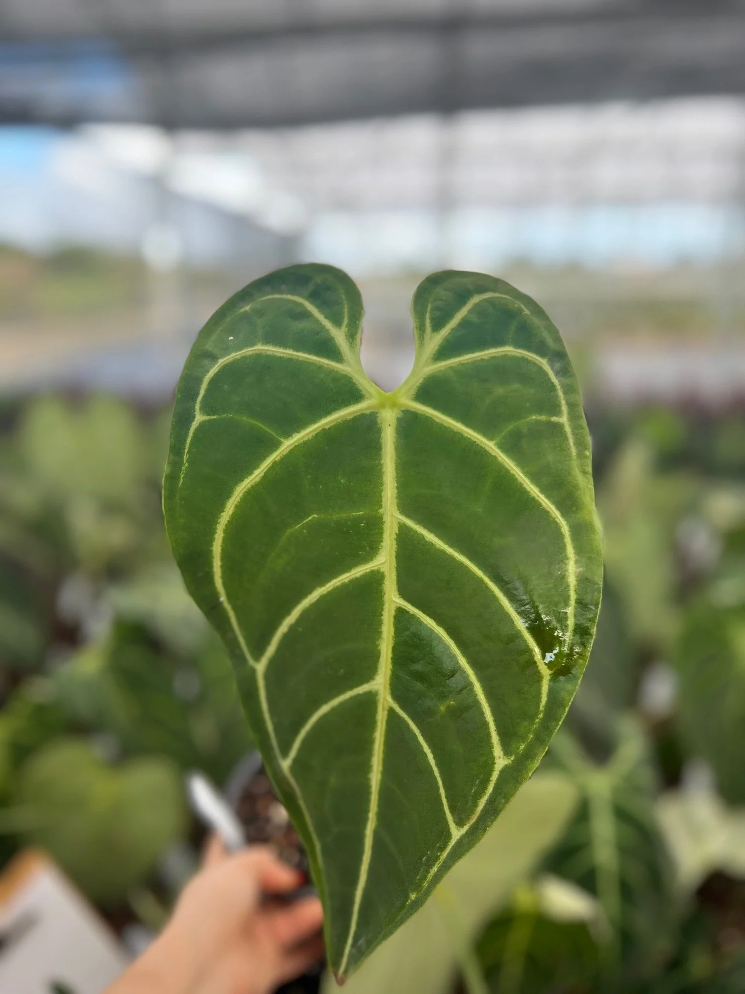 6" Anthurium Regale