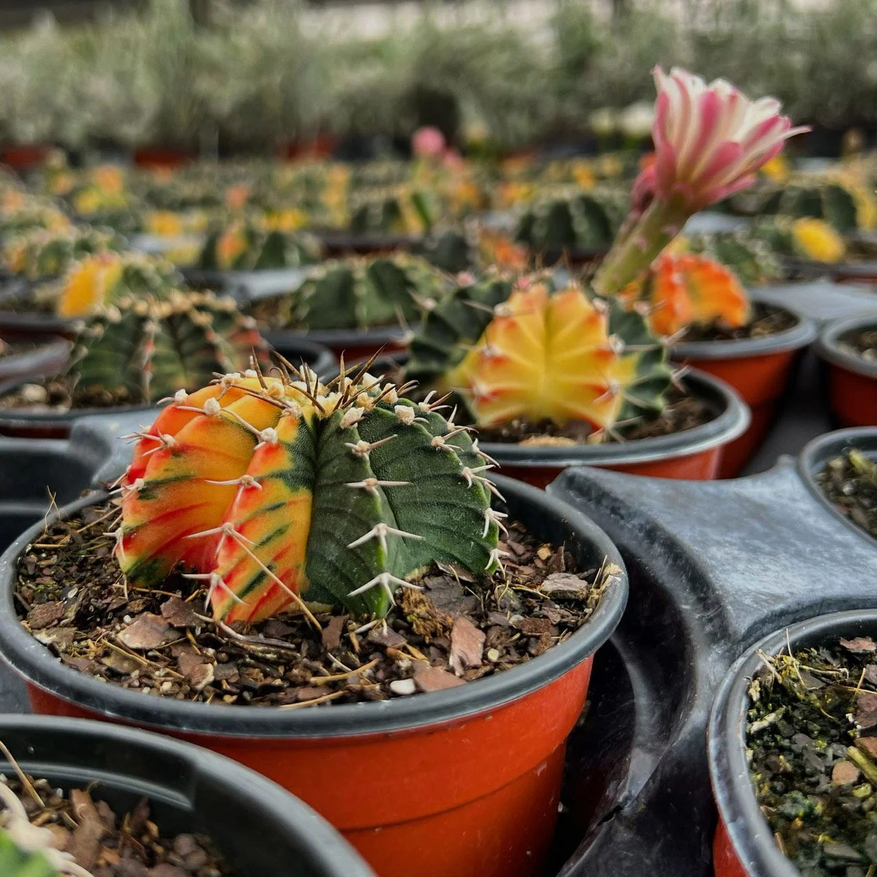 Gymnocalycium Mihanovichii Variegata