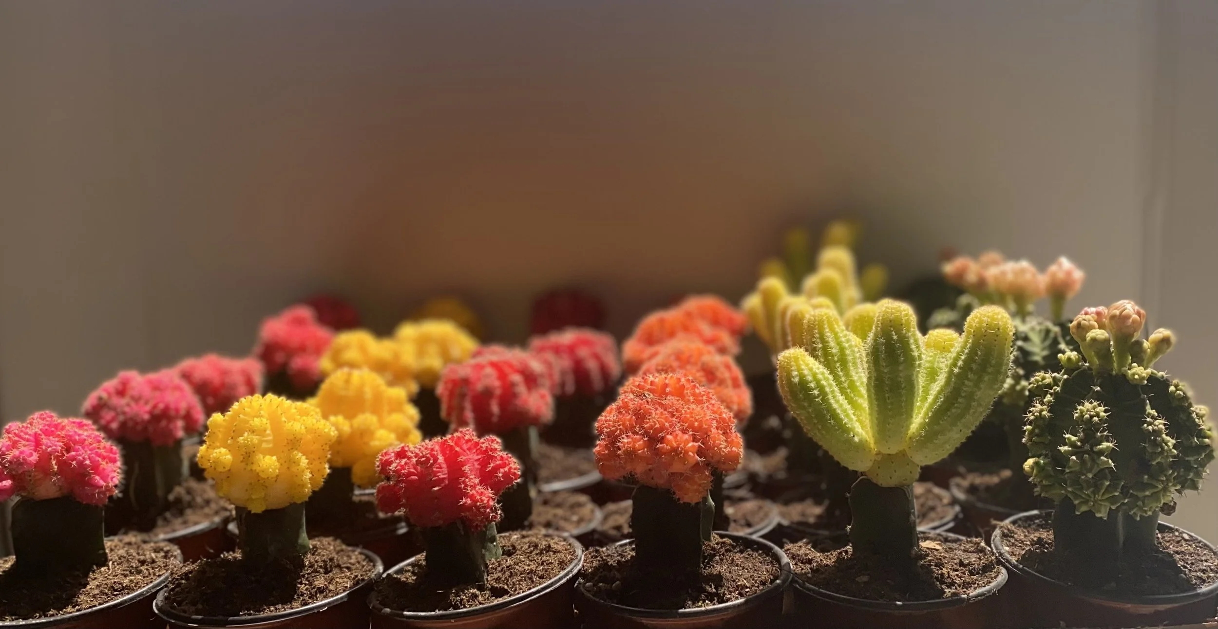 Grafted Cactus Asst