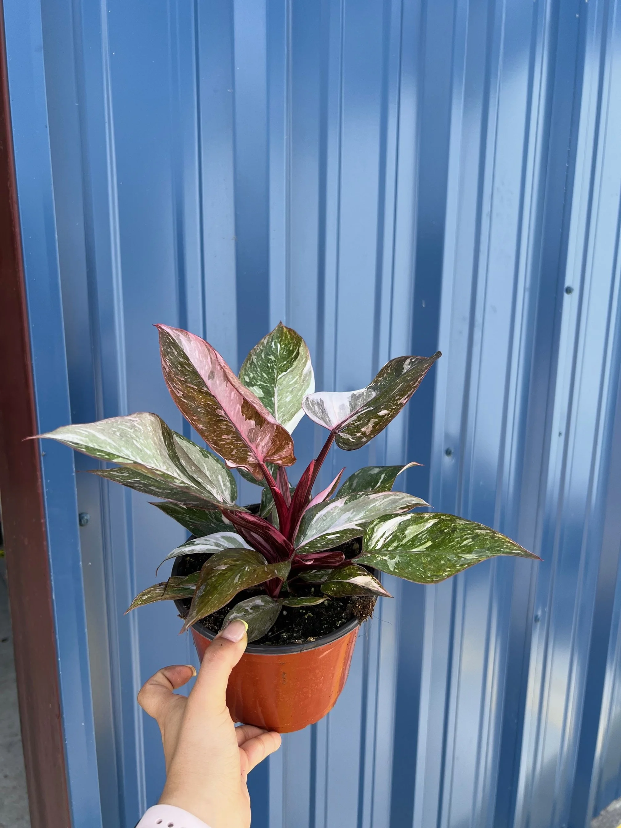 Philo Pink Princess Marble