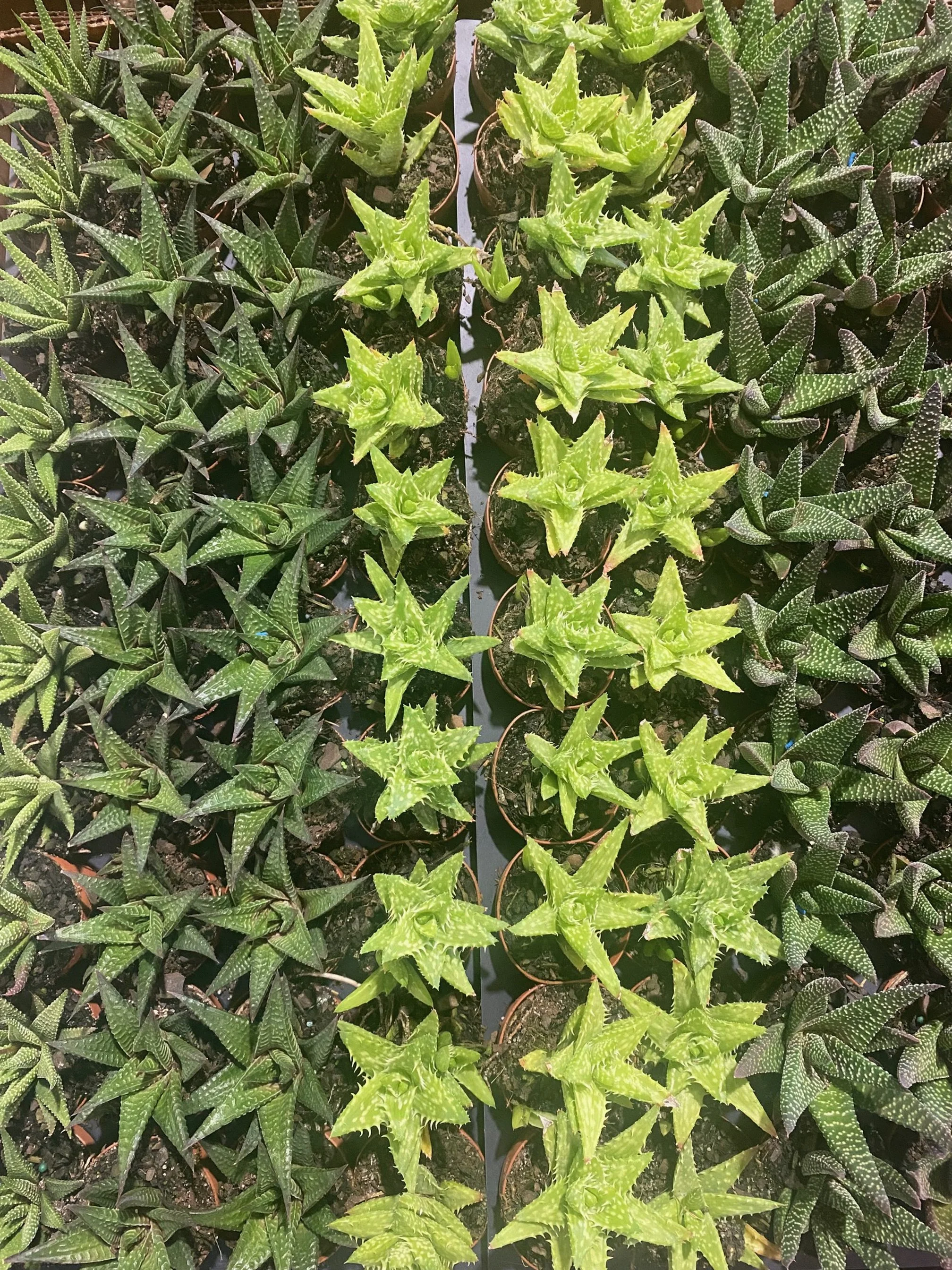 Haworthia Asst
