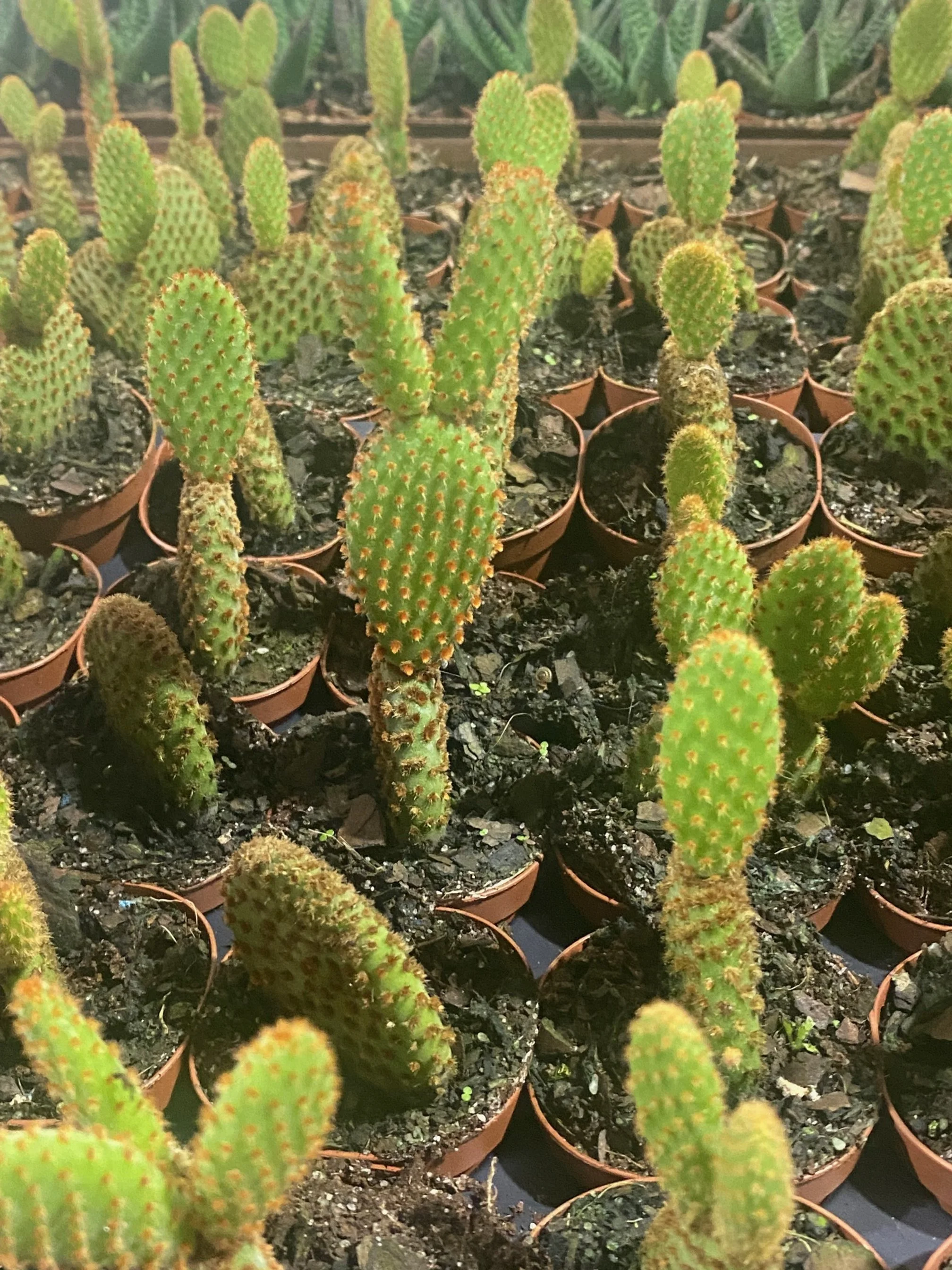 Cactus Mickey Mouse