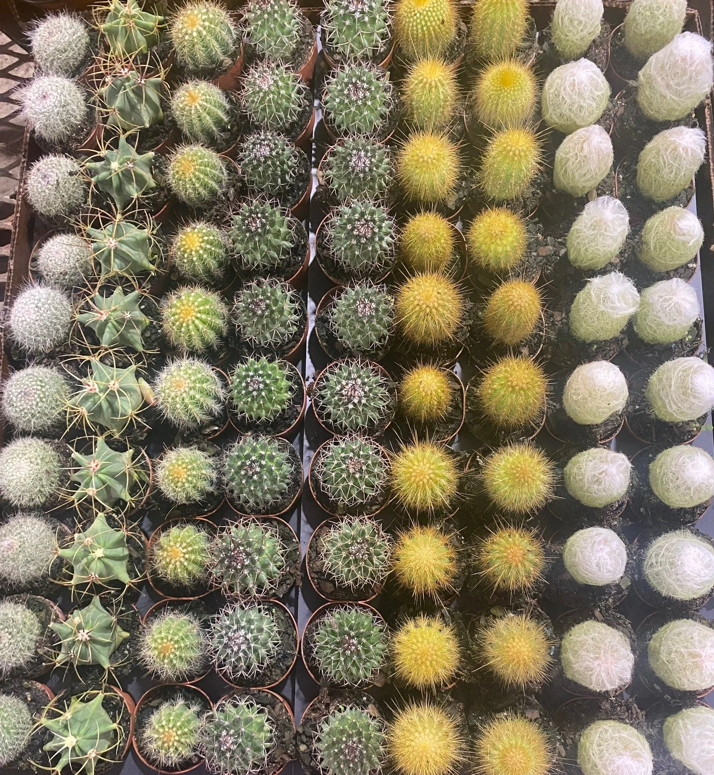 Cactus Asst