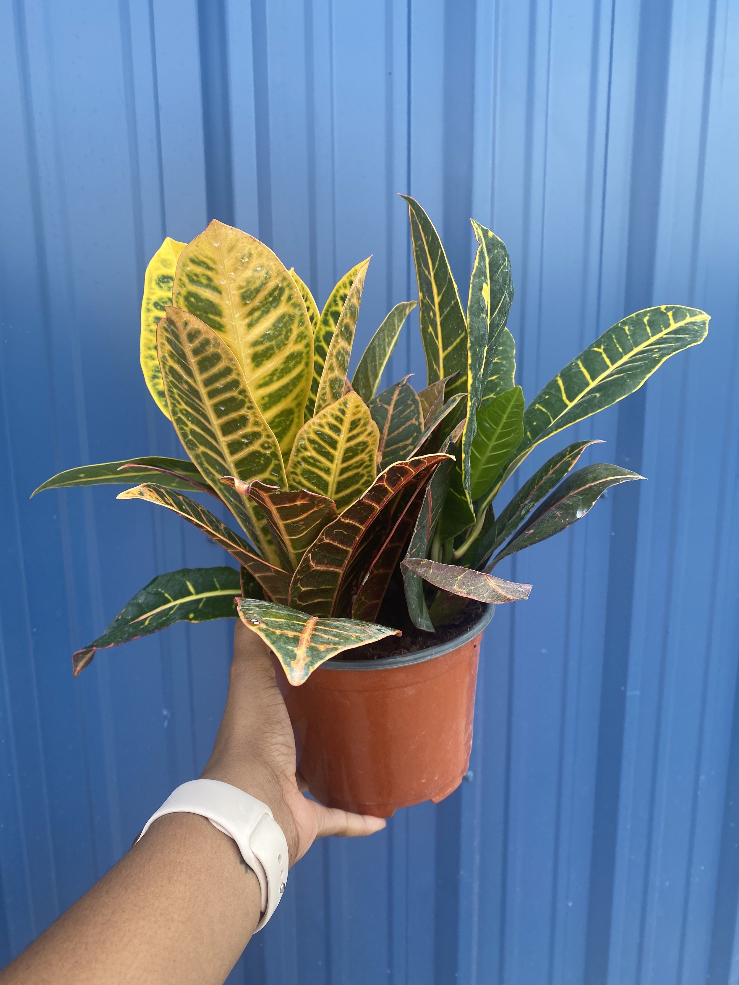 Croton Petra