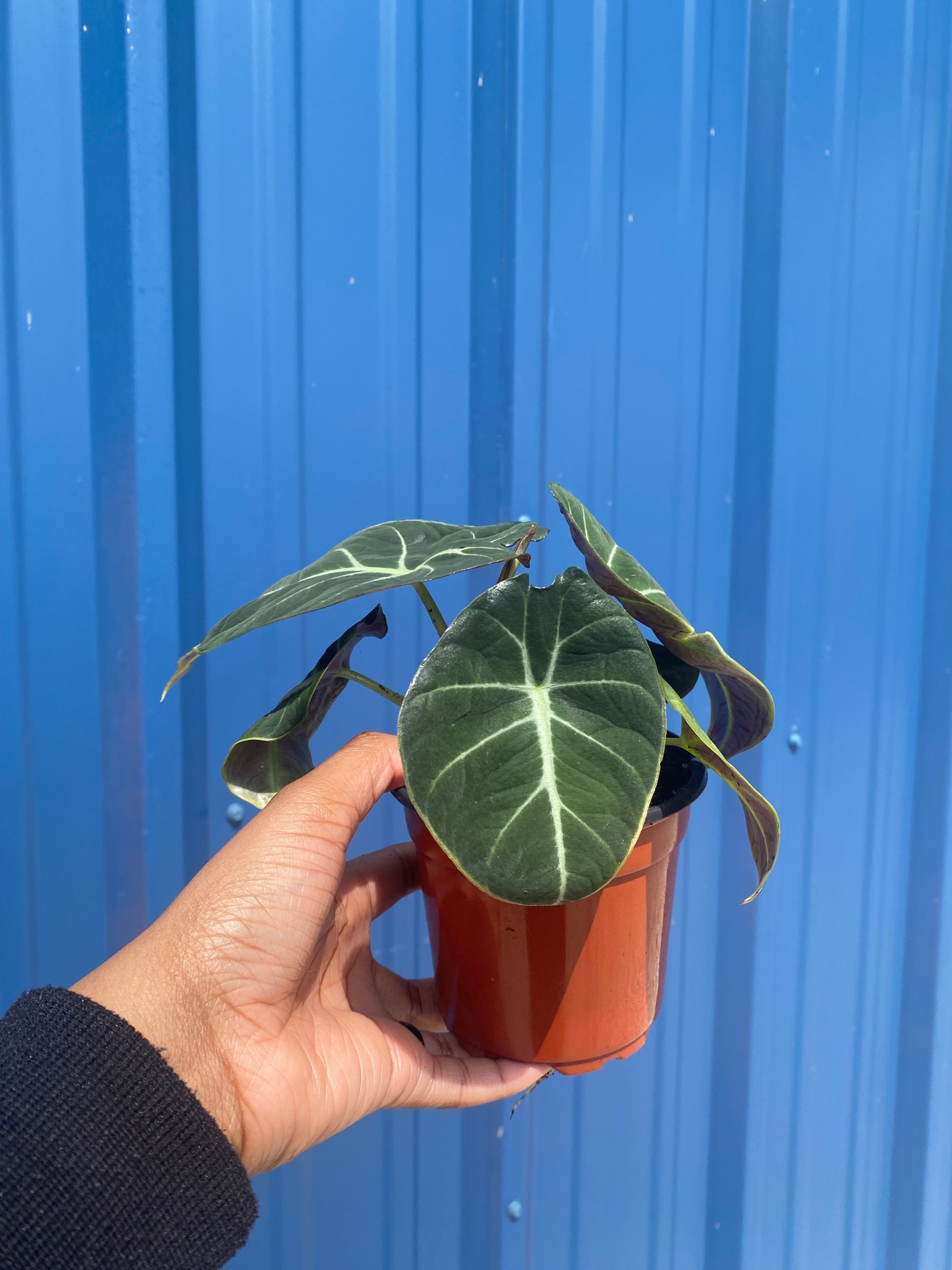 Alocaisa Black Velvet