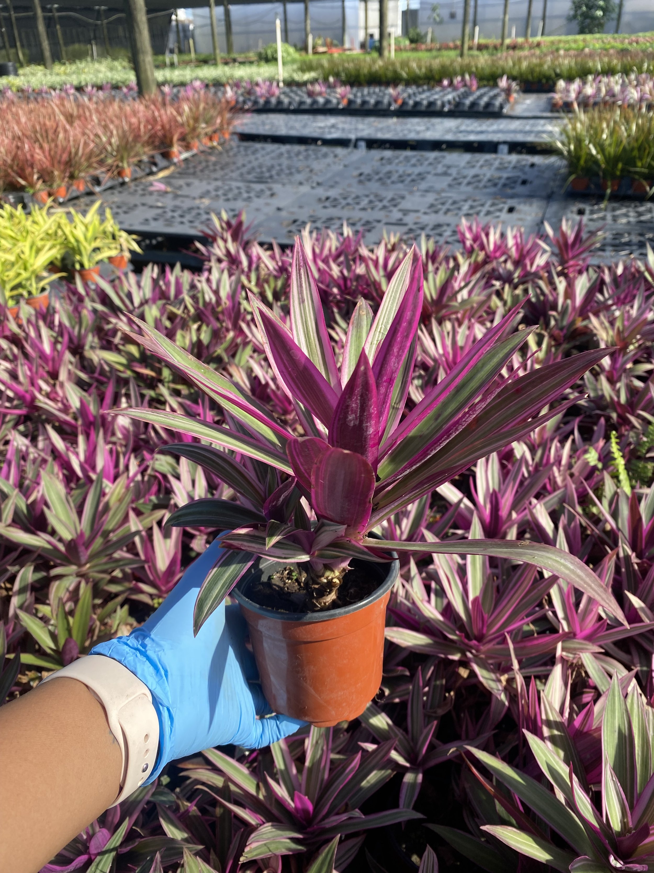 Rhoe Tricolor