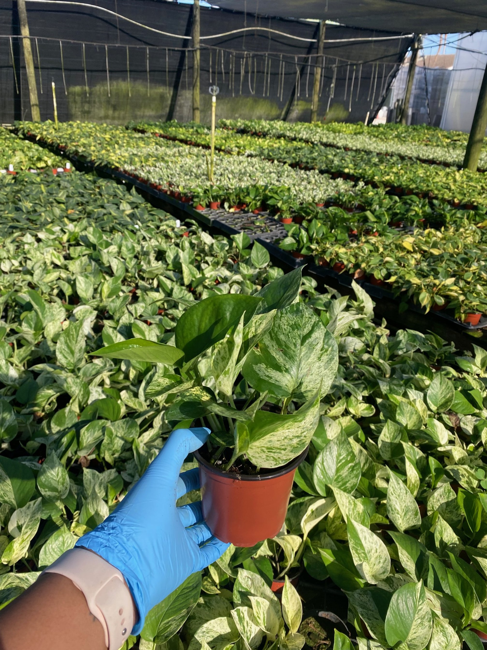 Pothos Marble Queen