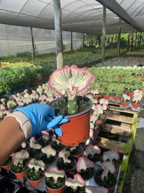 Cactus Lactea Sensation