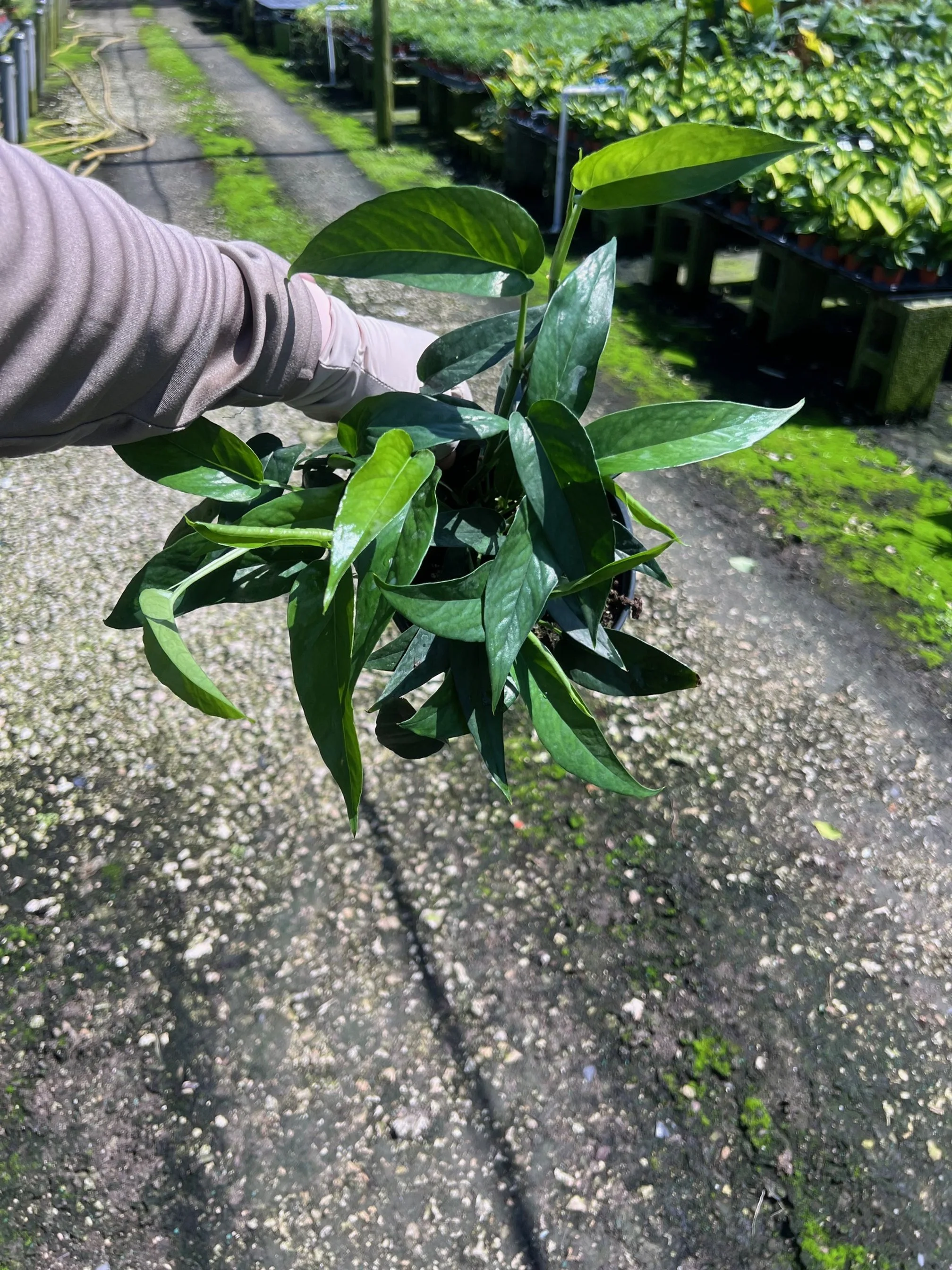 Epipremnum Pininiatum Albo